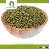 Brand new dried green mung bean with competitive price