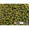 Best Price Green Mung Bean New crop