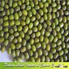 Export 2013 Crop High Quality Green Mung Beans