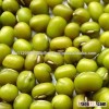 New Crop Green Mung Bean