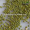 New Crop Green mung bean price