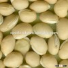 White Hyacinth Bean/white bean/white lentils/white eye beans