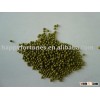 green mung beans