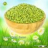 Best Quality 2015 New Crop Green Mung Beans For Sprouting
