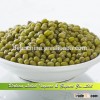 Vigna Beans Type Mung Bean Green Bean Price