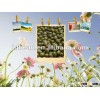 2012 new crop,small green mung bean for sprouts,MC type