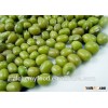 Chinese wholesale green bean seed