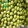 Green Mung beans/ 2013 New Crop Origin in China /3.6mm Mung Beans for sprouting