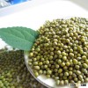 Dry High Quality Bulk Green Mung Bean With A Good Price