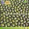 Green Mung Beans