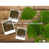 2.8-3.8mm green mung bean for sprouting,2012 new crop