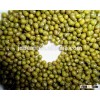 2015 green mung beans (Phaseolus radiatus)
