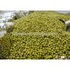 Green Mung Beans Size 3.0-4.0 Commercial Grade