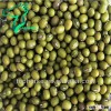 Export green mung beans specification