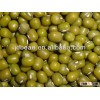 New Crop Green mung beans (organic mung beans/Phaseolus radiatus)