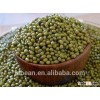 Chinese Mung Bean With High Quality