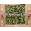 superior Sprouting Green mung beans,3.6--4.5mm