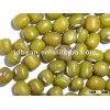 Good qualtiy green mung bean,2012 crop