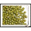 crop 2012 Green Mung Bean for sprouts