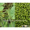 2012 new crop high quality green mung bean