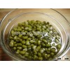 Green mung beans sprouting beans