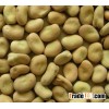 Faba Beans