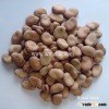 Delicious dry horse beans in shell/fava beans