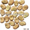 New crop dry Broad Bean export in china