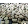 2015 HPS Broad Beans, good quality, good price, origin from Gansu, China.