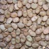Top Grade Dried Broad Beans