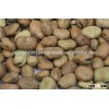 Top Grade Dried and Fresh Broad/Fava Beans