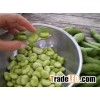Broad beans For global Sale NOw