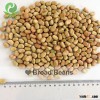 English bean fool bean foul bean