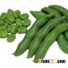 Broad Bean