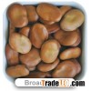 Broad Beans
