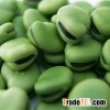 Hot Sale Broad Beans/horse bean/fava bean