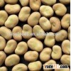 Good price broad beans dried fava beans horse-bean