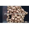 Chinese broad bean 80pcs/100g