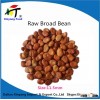 Wholesale price raw broad bean price,organic broad bean price