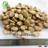 2015 crop High quality fava beans non gmo Qinghai origin hps grade