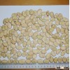 Chinese Dry Fava Beans New Broad Bean