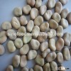 dry broad bean Top sale frozen broad bean
