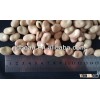 High qualtiy Broad bean