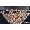 Chinese broad bean