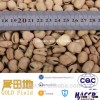 Broad Bean Fava Bean Price