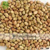 horse bean faba bean babas