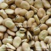 hot sales delicious Dry Broad Beans/fava Beans