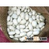 White Butter Beans for sale !!