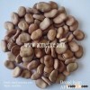 New Crop Raw Dried Broad Bean 40 50