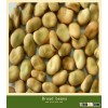 Chinese broad beans